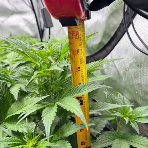 1st Grow growlog photo: Re-measured. Change was drastic. 1.5-2 inches each plant. 