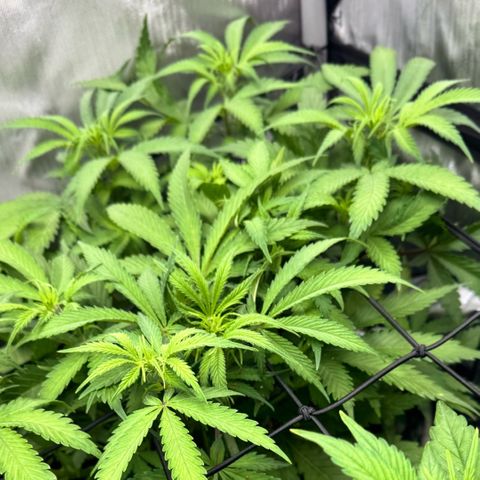 1st Grow growlog photo: Re-measured. Change was drastic. 1.5-2 inches each plant. 