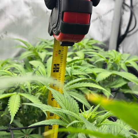 1st Grow growlog photo: Re-measured. Change was drastic. 1.5-2 inches each plant. 