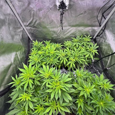 1st Grow growlog photo: Re-measured. Change was drastic. 1.5-2 inches each plant. 