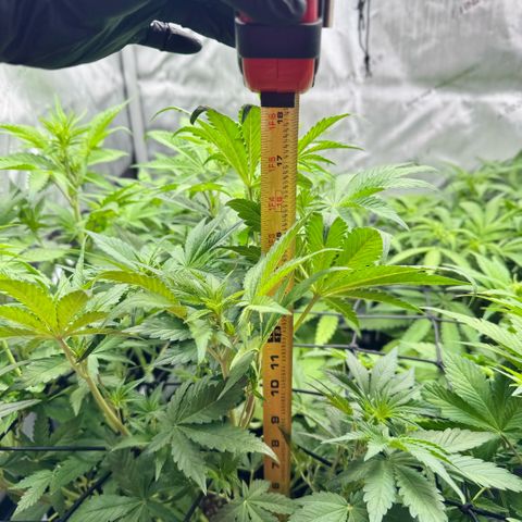 1st Grow growlog photo: Re-measured. Change was drastic. 1.5-2 inches each plant. 