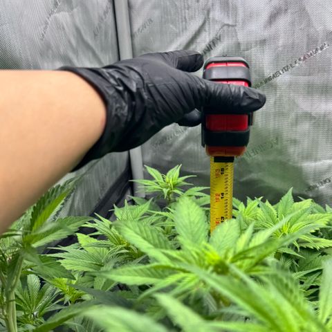 1st Grow growlog photo: Re-measured. Change was drastic. 1.5-2 inches each plant. 