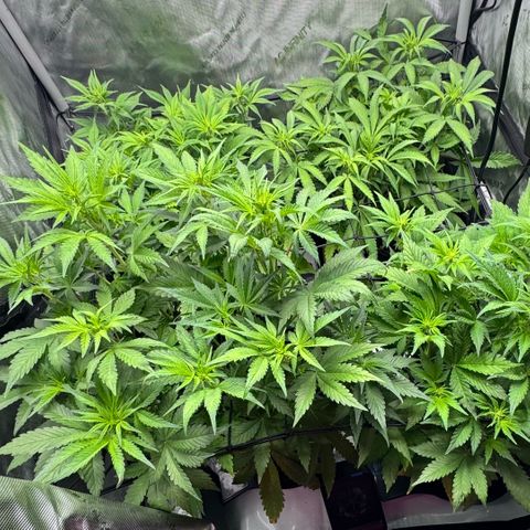 1st Grow growlog photo: Re-measured. Change was drastic. 1.5-2 inches each plant. 