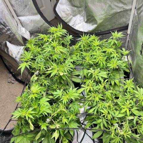 1st Grow growlog photo: Intense LST - Velcro and plant clamps. 
Homemade flowering (all 3 - a lil more of 1 - more 2 and 3+ RGCt Stress supporter - 5 gallons of water + sugar water. 
