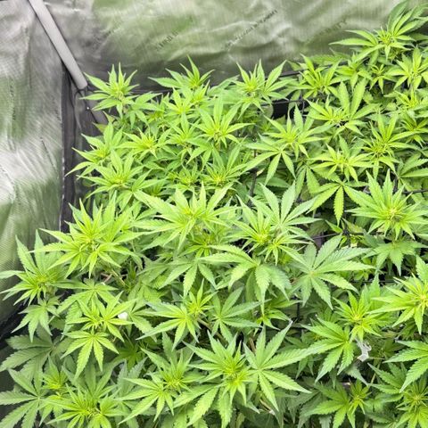 1st Grow growlog timeline photo