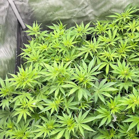 1st Grow growlog timeline photo