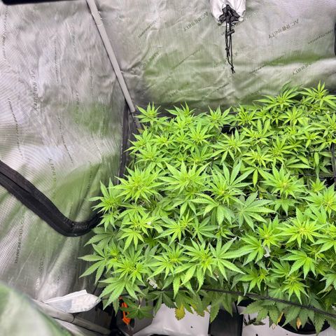 1st Grow growlog timeline photo
