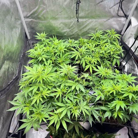 1st Grow growlog photo: Before and after defoliation of fan leaves. Implemented stress management treatment. 