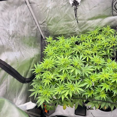 1st Grow growlog photo: Before and after defoliation of fan leaves. Implemented stress management treatment. 