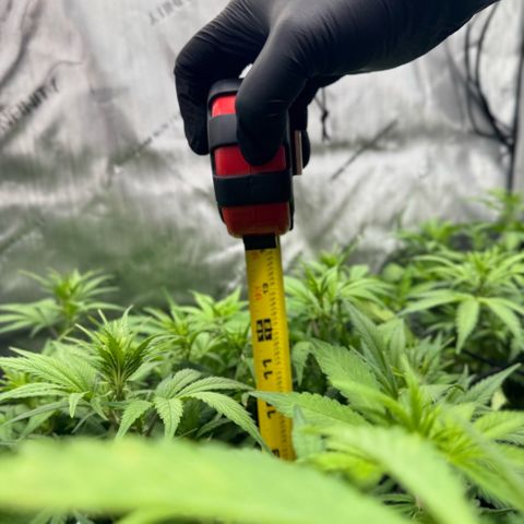 1st Grow growlog photo: Before and after defoliation of fan leaves. Implemented stress management treatment. 
