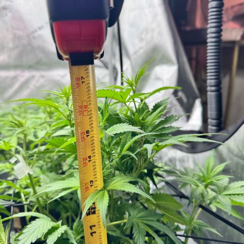 1st Grow growlog photo: Before and after defoliation of fan leaves. Implemented stress management treatment. 