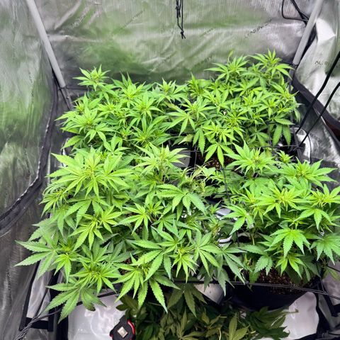 1st Grow growlog photo: Before and after defoliation of fan leaves. Implemented stress management treatment. 