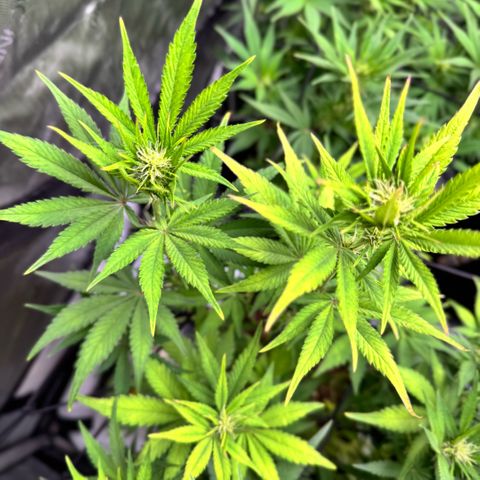 1st Grow growlog timeline photo