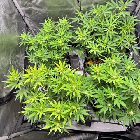 1st Grow growlog timeline photo