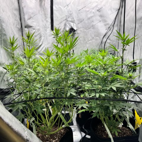 1st Grow growlog timeline photo