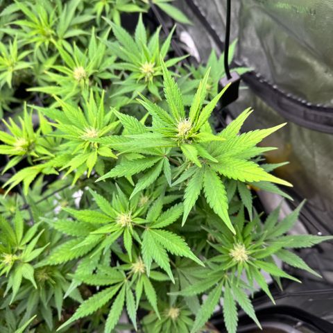 1st Grow growlog timeline photo