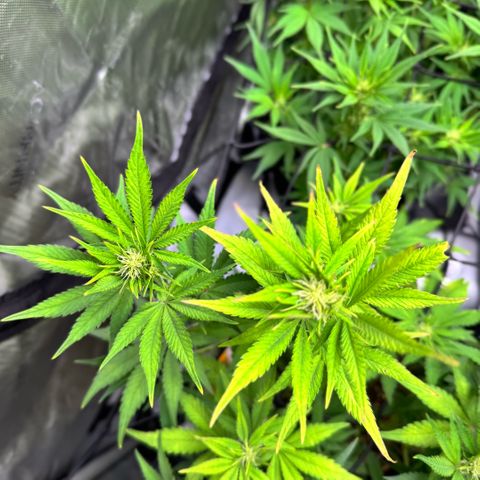 1st Grow growlog timeline photo