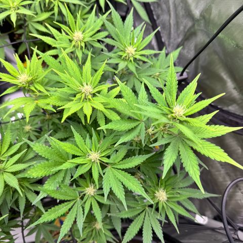 1st Grow growlog timeline photo