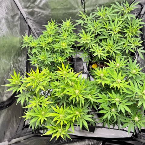 1st Grow growlog timeline photo