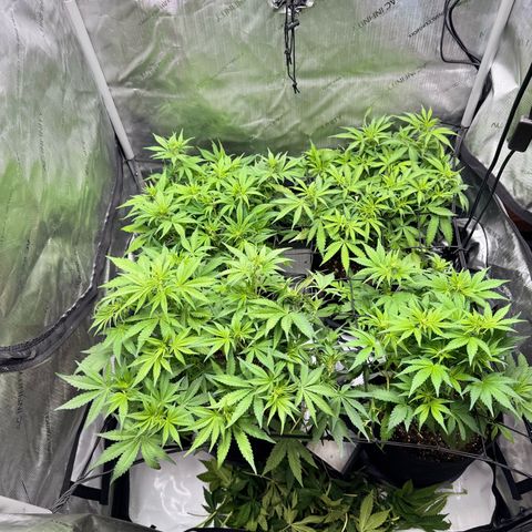 1st Grow growlog photo: Growth check