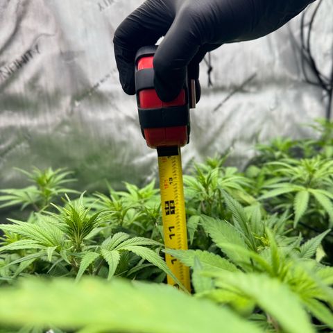 1st Grow growlog photo: Growth check