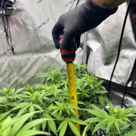 1st Grow growlog photo: Growth check