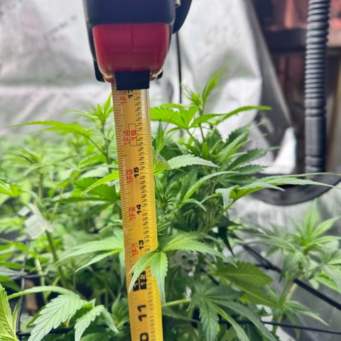1st Grow growlog photo: Growth check