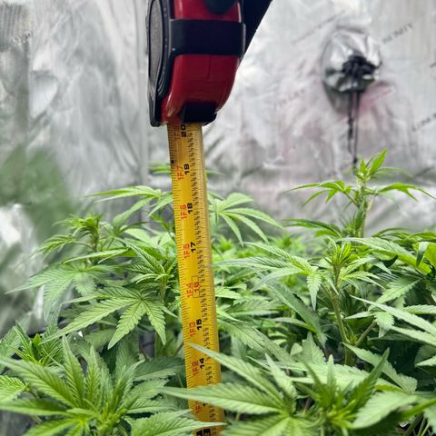 1st Grow growlog photo: Growth check
