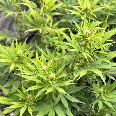 1st Grow growlog photo: Budding