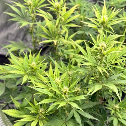1st Grow growlog photo: Budding