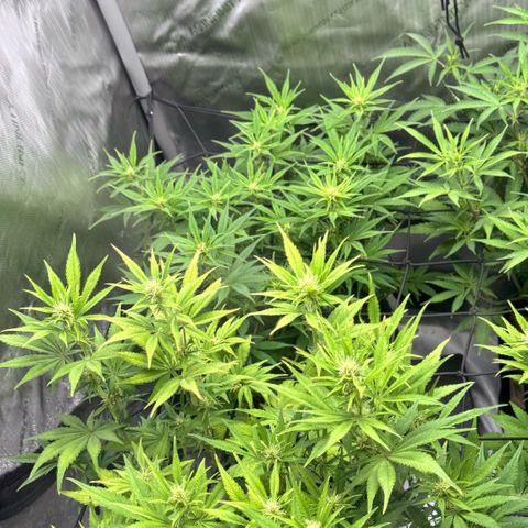 1st Grow growlog photo: Budding