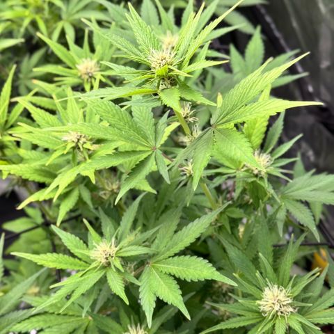 1st Grow growlog photo: Budding