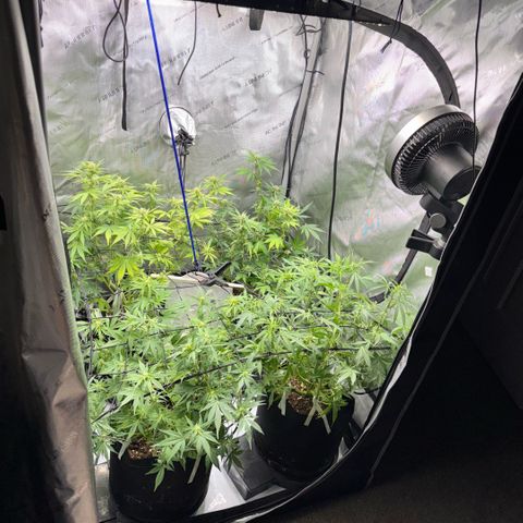 1st Grow growlog timeline photo