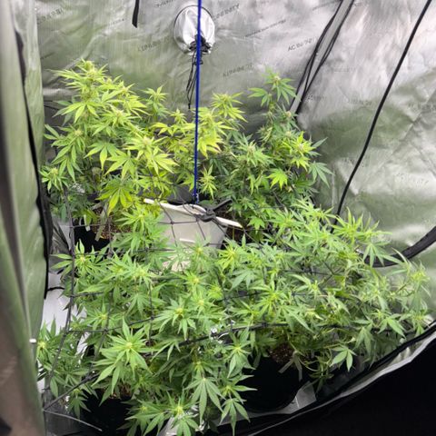 1st Grow growlog timeline photo