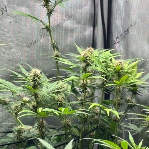 1st Grow growlog timeline photo
