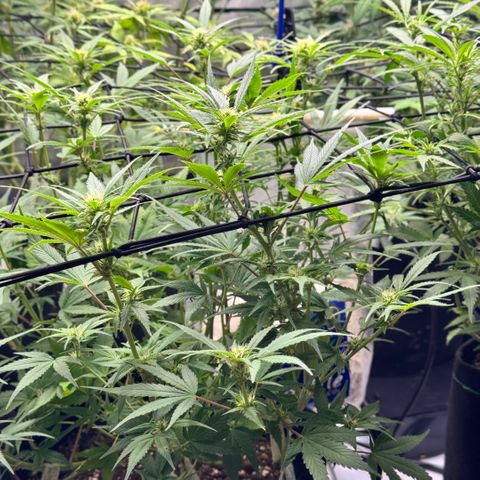 1st Grow growlog timeline photo