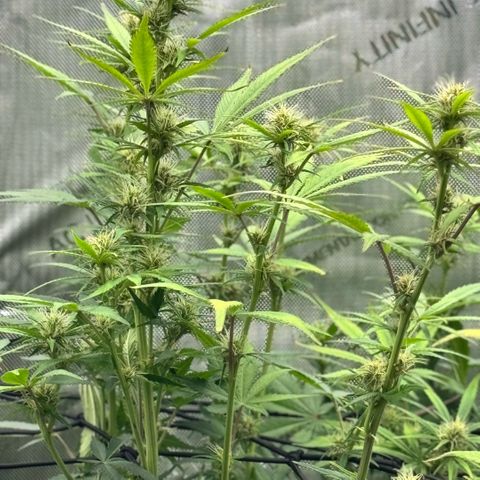 1st Grow growlog timeline photo