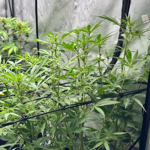 1st Grow growlog timeline photo