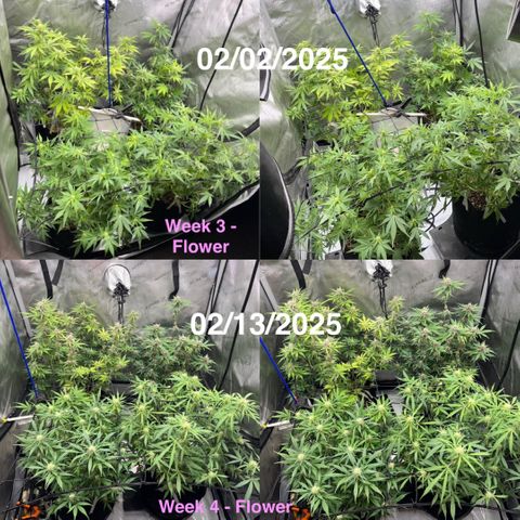 1st Grow growlog timeline photo