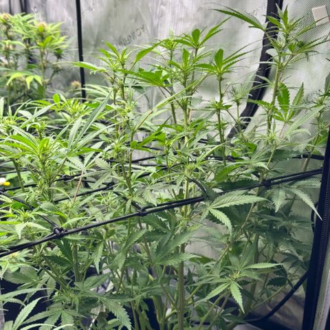 1st Grow growlog timeline photo