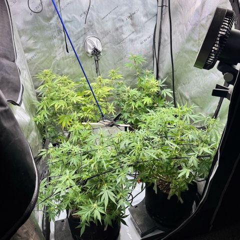 1st Grow growlog timeline photo