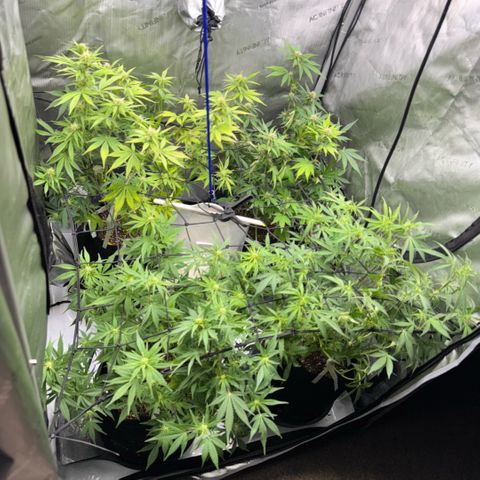 1st Grow growlog timeline photo
