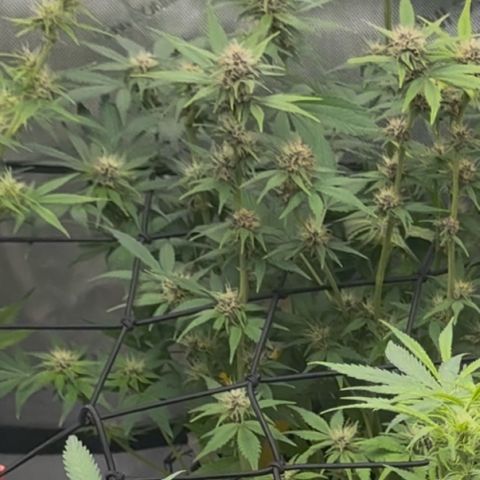 1st Grow growlog timeline photo