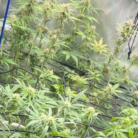 1st Grow growlog timeline photo