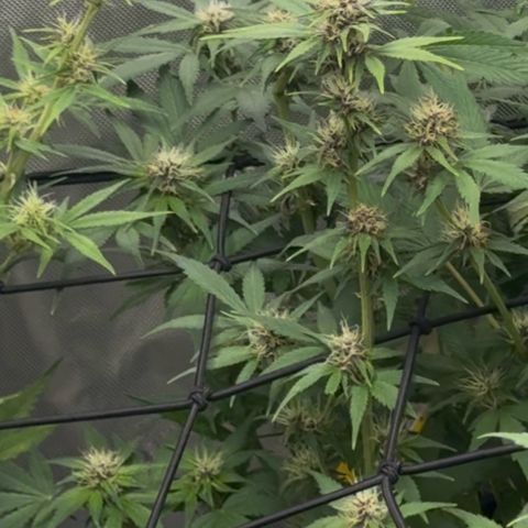1st Grow growlog timeline photo
