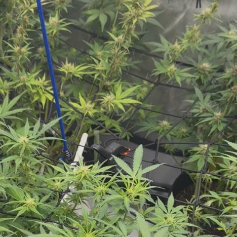 1st Grow growlog timeline photo