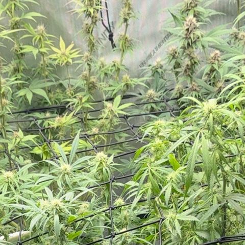 1st Grow growlog timeline photo
