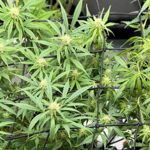 1st Grow growlog timeline photo
