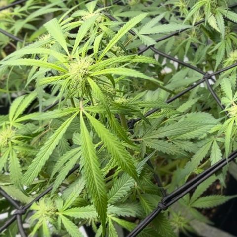 1st Grow growlog timeline photo