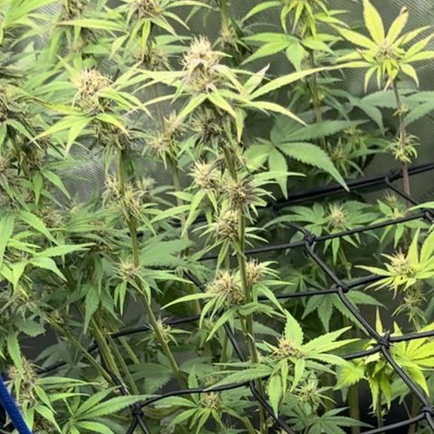 1st Grow growlog timeline photo